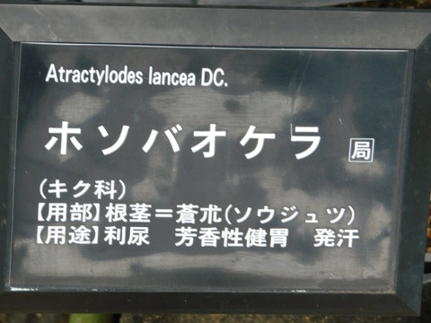 DSCN5350