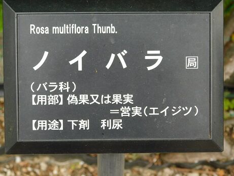 DSCN7632
