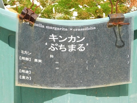 DSCN7166