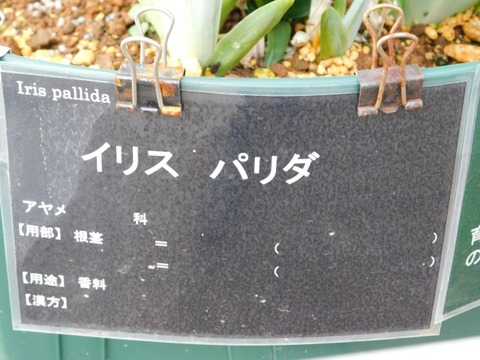 DSCN6538