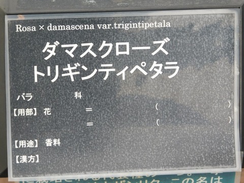 DSCN6198