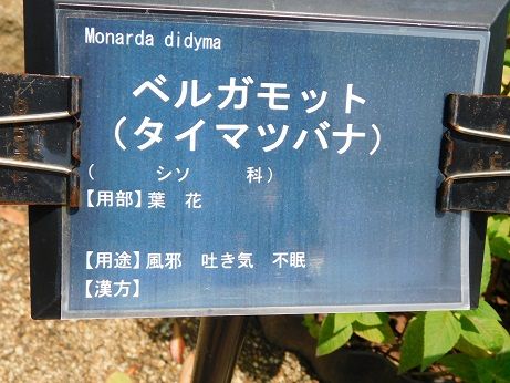 DSCN3161