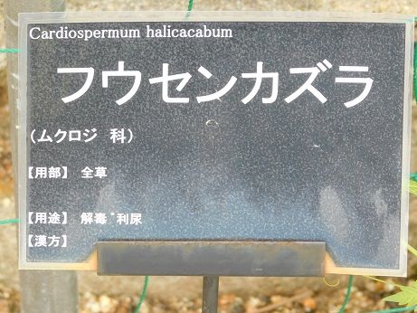 DSCN5384