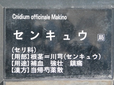 DSCN6338