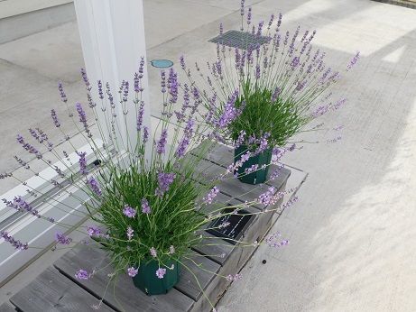 現在の開花状況 近畿大学 薬用植物園のブログ