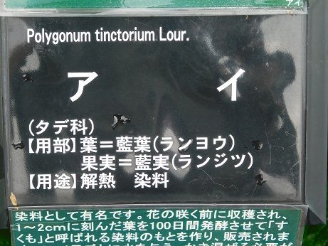 DSCN5770