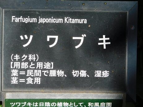 DSCN6582