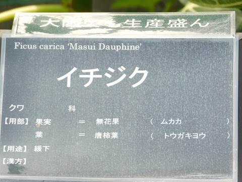 DSCN4477