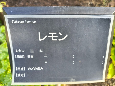 IMG_20260925_071827874_HDR