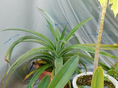 DSCN4267