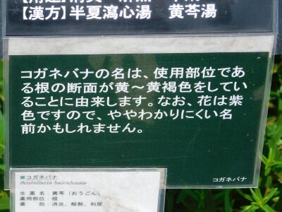 DSCN1988