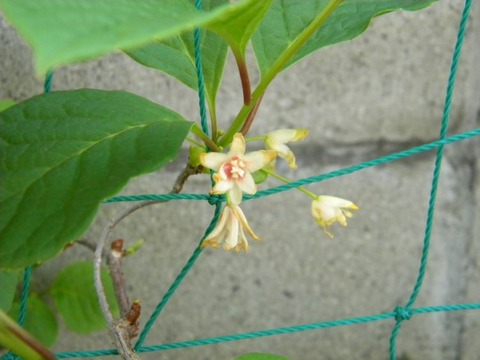 DSCN8957 - コピー