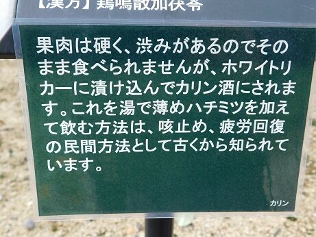 DSCN8855