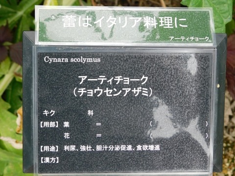 DSCN6985