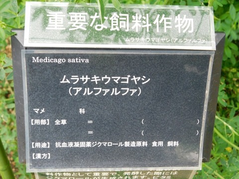 DSCN6768