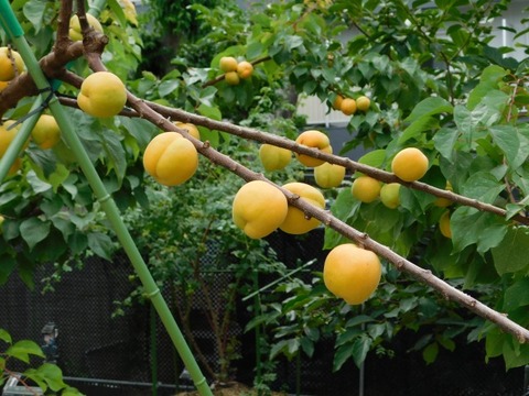 DSCN6865