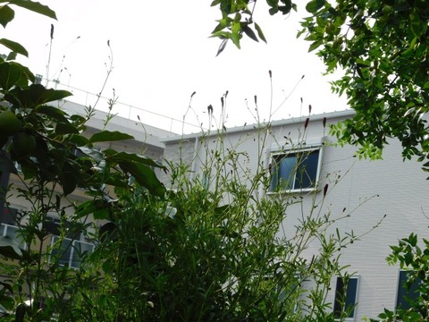 DSCN7368