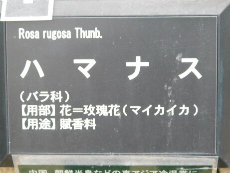 DSCN7633