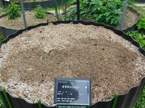 DSCN6525