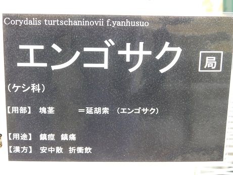 DSCN4527