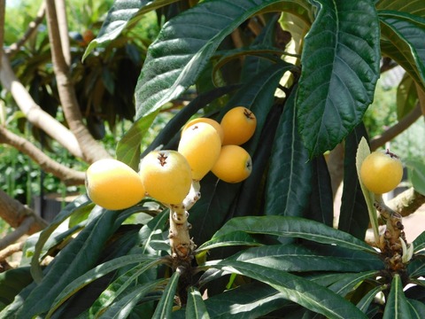 DSCN4213