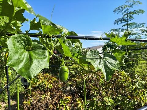 IMG_20261003_141004129_HDR