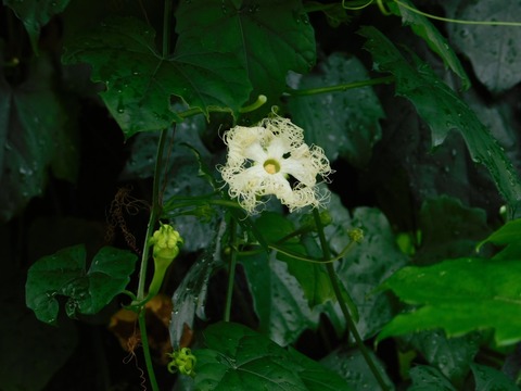 DSCN4381
