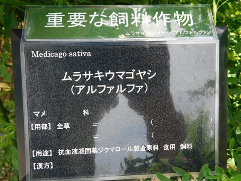DSCN4241