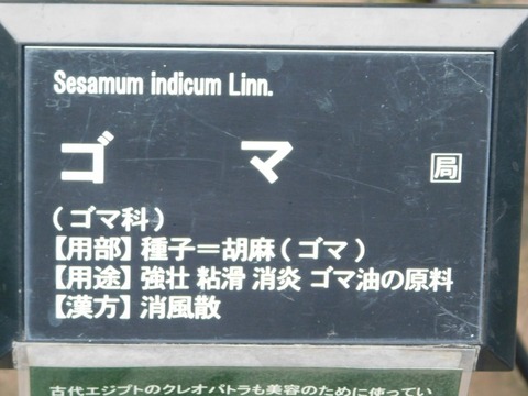 DSCN7472
