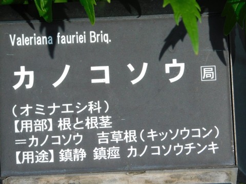 DSCN6555