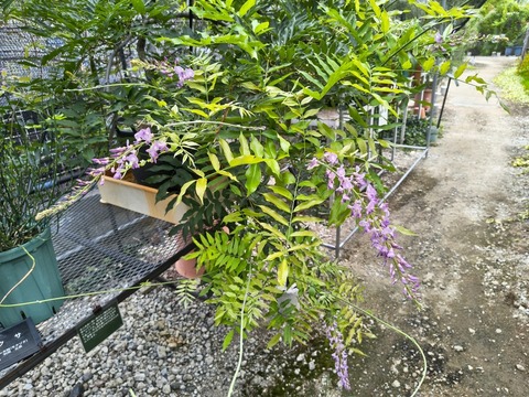 IMG_20260723_113631165_HDR