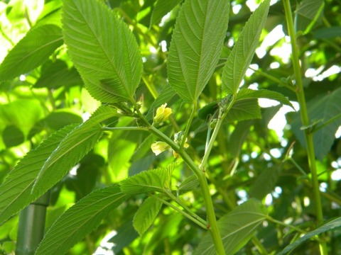 DSCN9969