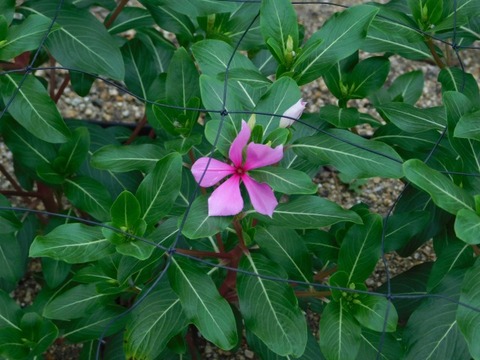 DSCN7119