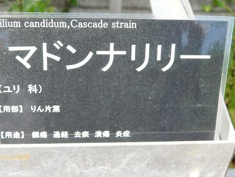 DSCN4923