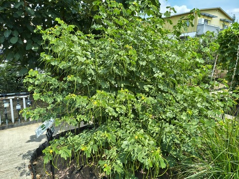 IMG_20260820_115220193_HDR