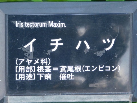 DSCN6674