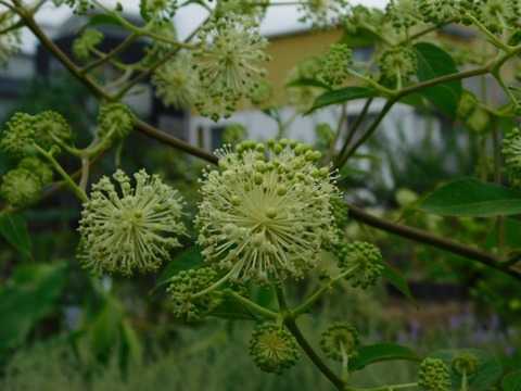 DSCN7099