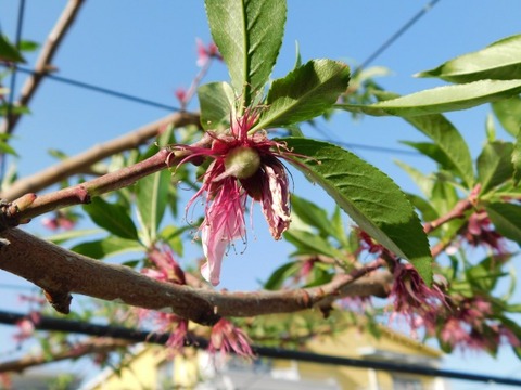 DSCN3831
