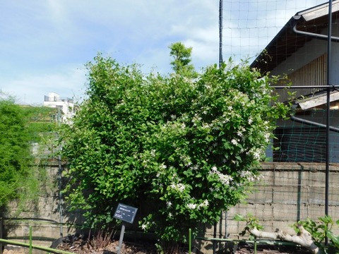 DSCN6630