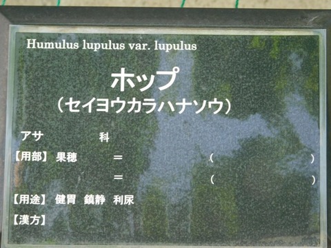 DSCN6641