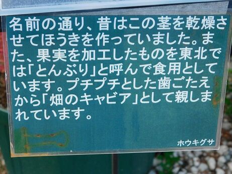 DSCN8704