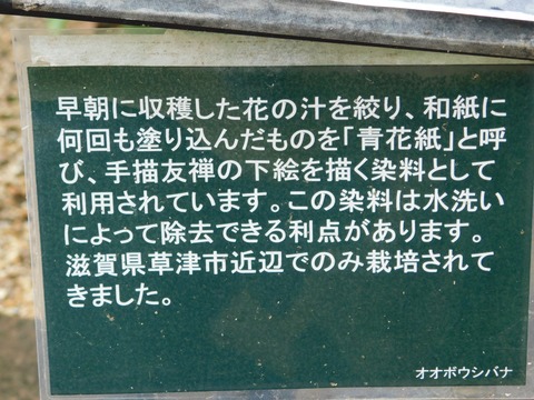 DSCN4322