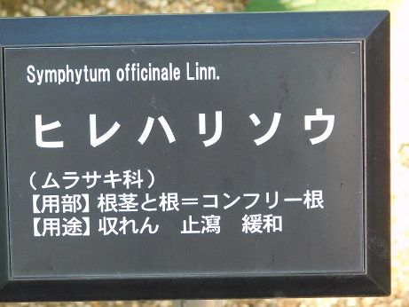 DSCN4951