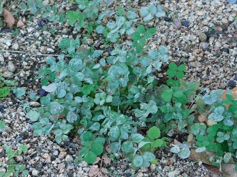 DSCN8771