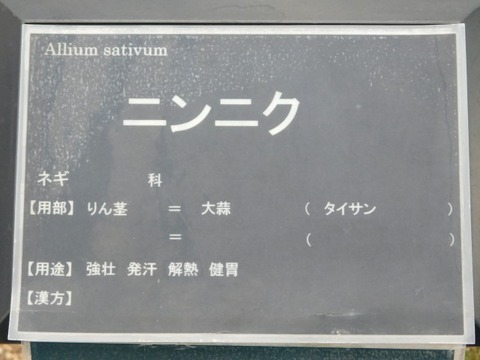 DSCN6453