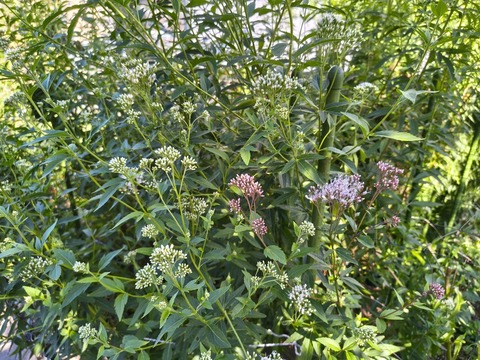IMG_20261003_141928484_HDR