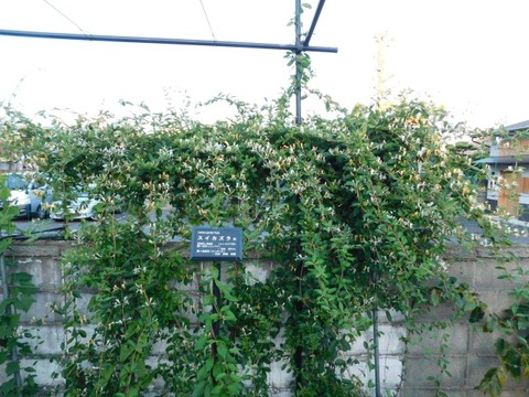 DSCN6703