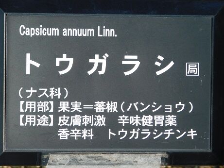 DSCN8614