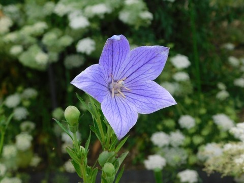 DSCN6982