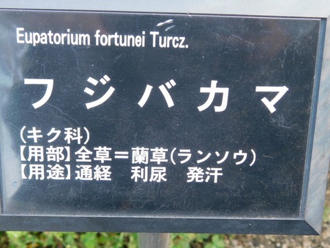 DSCN5556